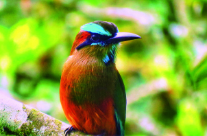 Finca cafetalera en Santa Bárbara